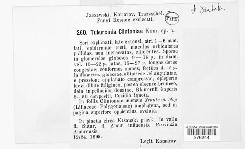 Tuburcinia clintoniae image